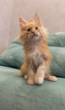 Kociak Maine Coon z dokumentami 